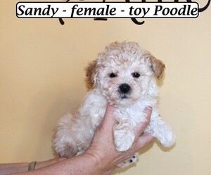 Poodle (Toy) Puppy for Sale in CLARKRANGE, Tennessee USA