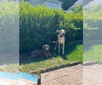 Small #7 Great Dane