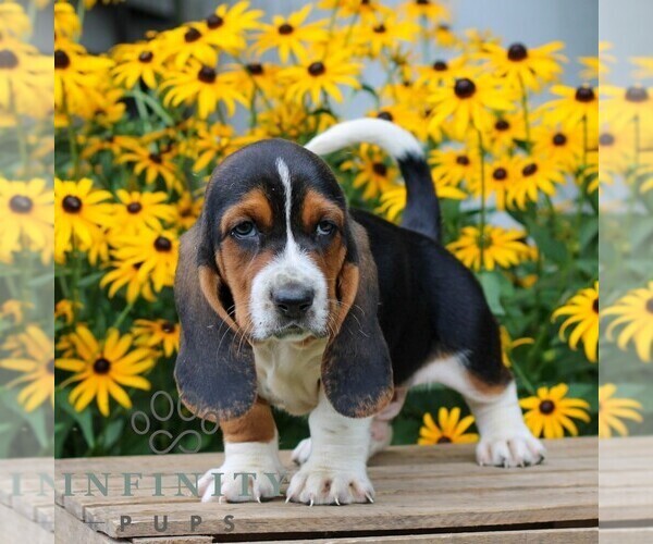 Medium Photo #3 Basset Hound Puppy For Sale in MANHEIM, PA, USA