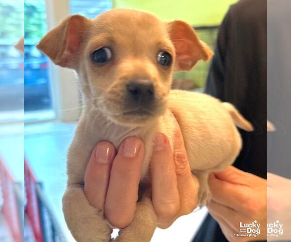 Medium Photo #2 Chihuahua-Unknown Mix Puppy For Sale in Washington, DC, USA