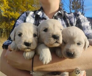 Golden Retriever Puppy for sale in EVERETT, WA, USA