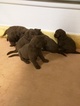 Small Photo #1 Labradoodle Puppy For Sale in MATTHEWS, GA, USA
