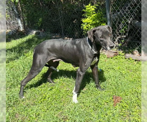 Medium Photo #2 Great Dane-Unknown Mix Puppy For Sale in Bullard, TX, USA