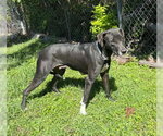 Small #1 Great Dane Mix