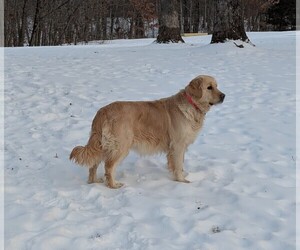 Mother of the Golden Retriever puppies born on 06/16/2025