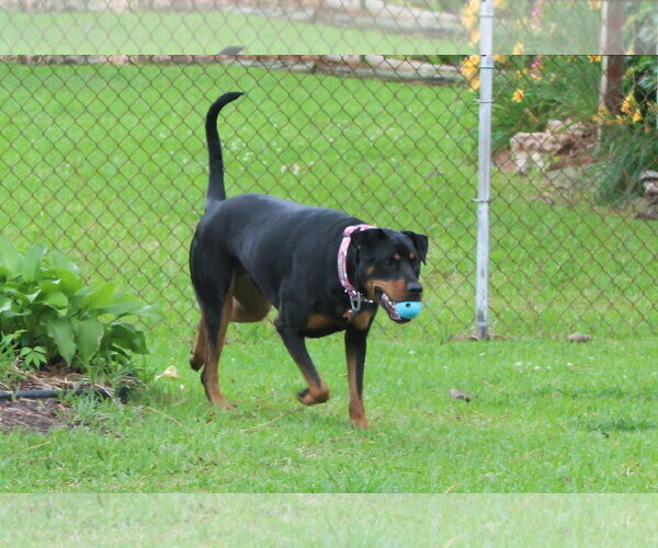 Medium Photo #9 Rotterman Puppy For Sale in White Hall, AR, USA