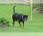 Small #8 Rotterman