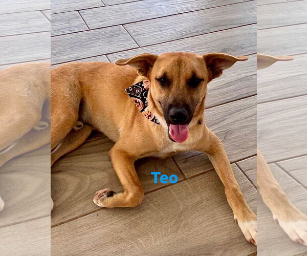 Medium Photo #3 Mutt Puppy For Sale in Jefferson, NJ, USA