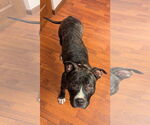 Small #4 American Pit Bull Terrier Mix