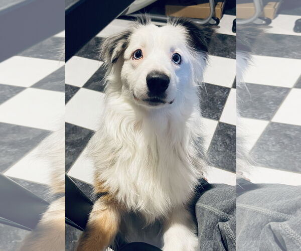 Medium Photo #2 Australian Shepherd Puppy For Sale in Staten Island, NY, USA