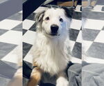 Small #1 Australian Shepherd