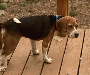 Father of the Beagle puppies born on 11/10/2020