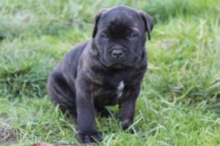 Cane Corso Puppy for sale in BATTLE GROUND, WA, USA