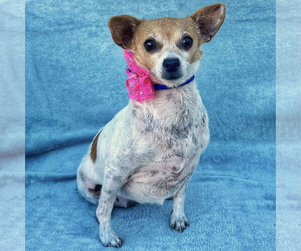 Medium Photo #5 Chihuahua Puppy For Sale in Denton, TX, USA