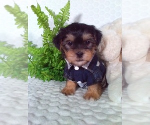 Shorkie Tzu Puppy for sale in SUGARCREEK, OH, USA