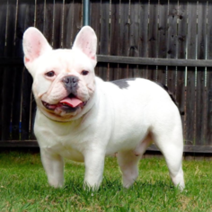 Father of the French Bulldog puppies born on 06/08/2016