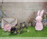 Small #3 Catahoula Leopard Dog