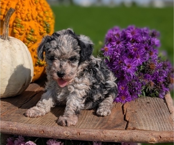 Medium Photo #4 Poodle (Toy) Puppy For Sale in GOSHEN, IN, USA