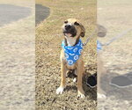 Small #1 Mutt