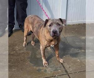 American Pit Bull Terrier-Unknown Mix Dogs for adoption in Louisville, KY, USA