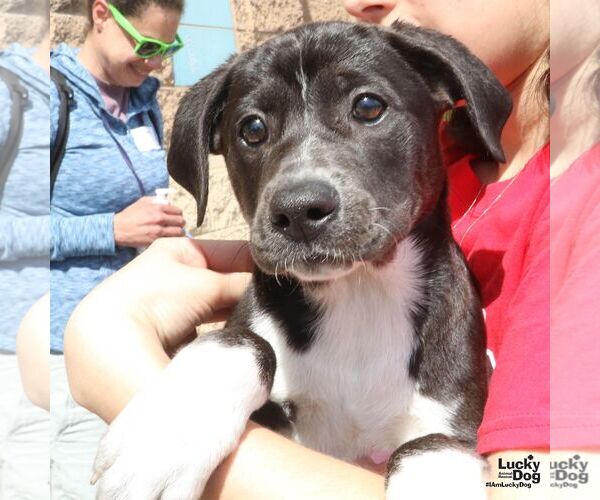 Medium Photo #3 Labrador Retriever-Unknown Mix Puppy For Sale in Washington, DC, USA