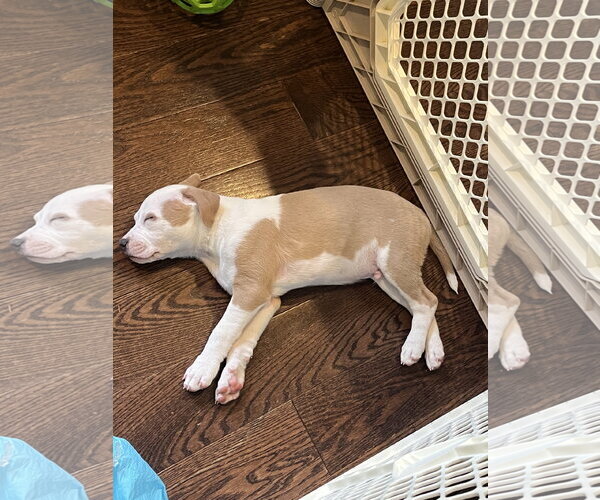 Medium Photo #5 Mutt Puppy For Sale in Rockaway, NJ, USA