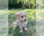 Small #8 Morkie