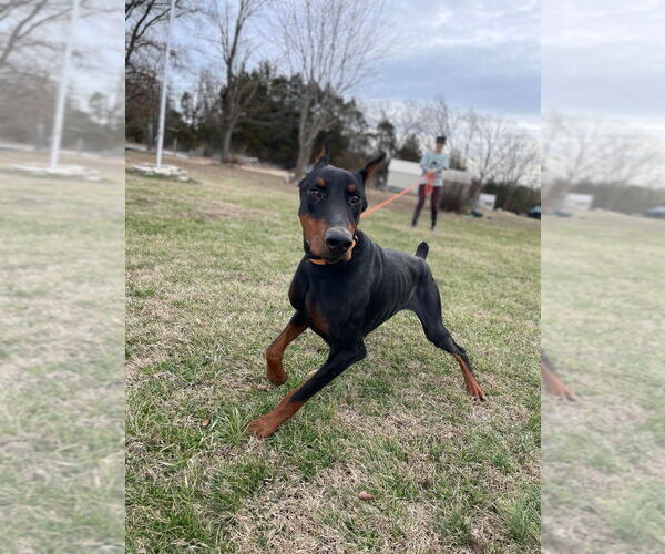 Medium Photo #7 Doberman Pinscher Puppy For Sale in Foristell, MO, USA