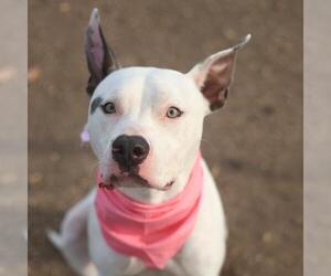 American Staffordshire Terrier-Unknown Mix Dogs for adoption in San Antonio, TX, USA