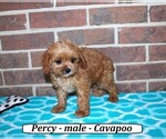 Image preview for Ad Listing. Nickname: Percy