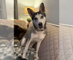 Small #1 Siberian Husky Mix