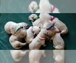 Small Photo #6 Golden Retriever Puppy For Sale in MIDDLEBURG, VA, USA