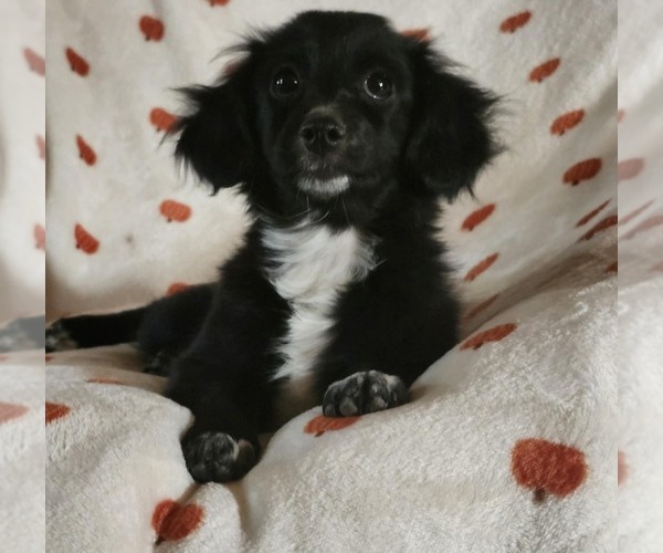 Medium Photo #1 Chiranian Puppy For Sale in AGUANGA, CA, USA