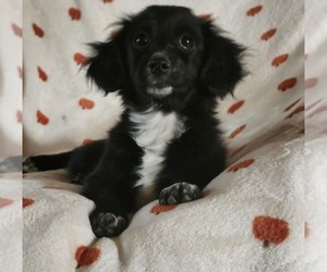 Chiranian Puppy for sale in AGUANGA, CA, USA