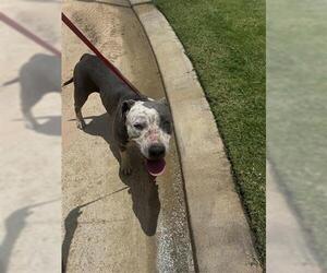 American Pit Bull Terrier Dogs for adoption in Houston, TX, USA