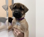 Small #5 Mutt