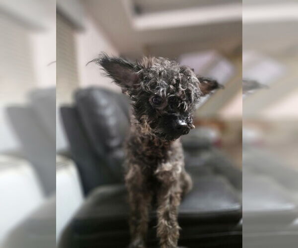 Medium Photo #1 Cairn Terrier-Unknown Mix Puppy For Sale in Aurora, IN, USA