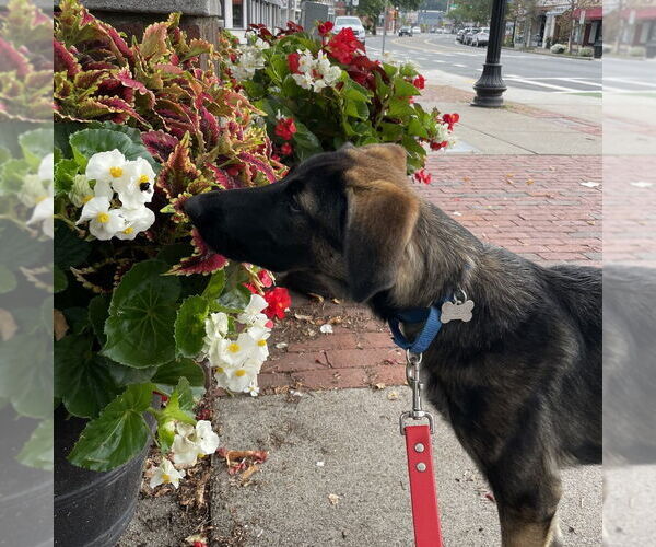 Medium Photo #11 German Shepherd Dog-Unknown Mix Puppy For Sale in Boston, MA, USA