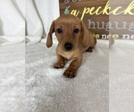 Dixie - Female Dachshund Puppy for Sale - Photo #3