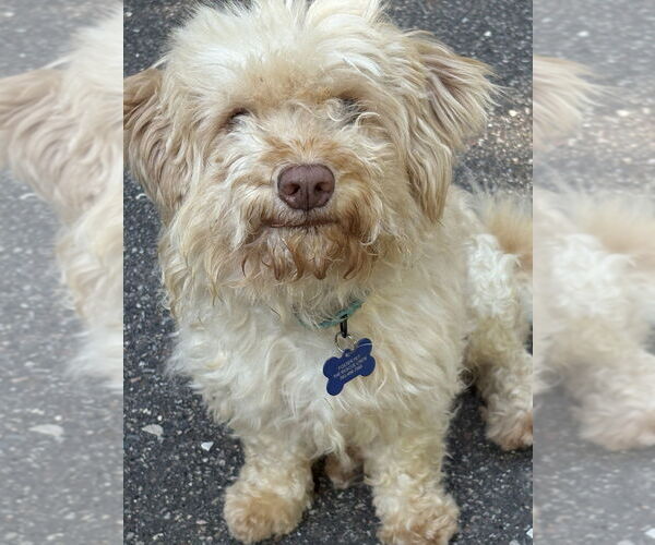 Medium Photo #4 Maltese-Unknown Mix Puppy For Sale in Plymouth, MN, USA