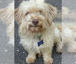 Small #3 Maltese Mix