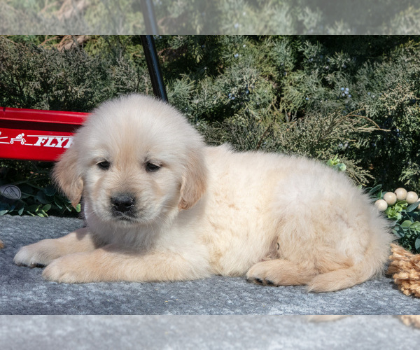 Medium Photo #19 English Cream Golden Retriever Puppy For Sale in ROCHESTER, IN, USA