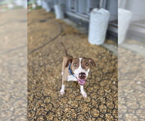 Mutt Dogs for adoption in Palmetto, FL, USA