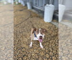 Small Mutt