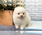Small Photo #2 Pomeranian Puppy For Sale in LOS ANGELES, CA, USA