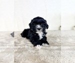 Small #2 ShihPoo