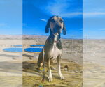 Small #4 Catahoula Leopard Dog-Treeing Walker Coonhound Mix