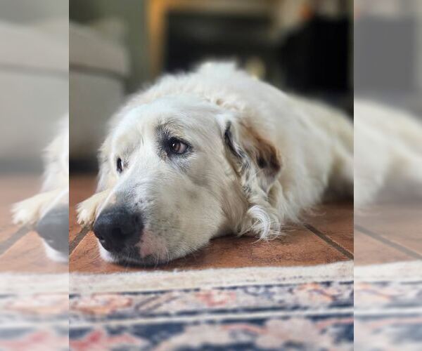 Medium Photo #3 Great Pyrenees Puppy For Sale in Kennesaw, GA, USA