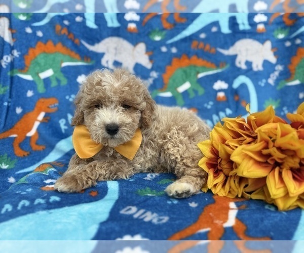 Medium Photo #1 Cock-A-Poo Puppy For Sale in LAKELAND, FL, USA