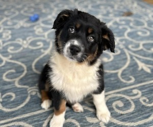 Australian Shepherd Puppy for sale in JEROMESVILLE, OH, USA